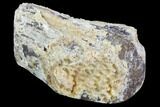 Agatized Fossil Coral Geode - Florida #90212-1